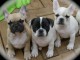 Adorables type bouledogue fran&ccedil;ais &agrave; donner contre bon soins