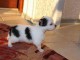  A DONNER CHIOT  joli petit m&acirc;le tricolore, blanc&rlm;
