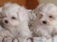 Don de mes 2 Superbe petit M&acirc;le et Femelle BICHON MALTAIS 