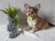 Donne m&acirc;le chihuahua &acirc;g&eacute; de 4 mois