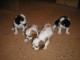 chiots cavalier king charles LOF  a r&eacute;server