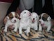 Sublimes  Chiots Jack Russel