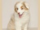 magnifiques chiot berger austalien ( 1 m&acirc;le )