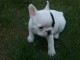  Chiot type bouledogue fran&ccedil;ais &agrave; donner