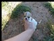 Magnifique chiot male type chihuahua