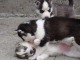 tres beaux chiots husky de siberie 