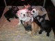 chiots bouledogue fran&ccedil;ais