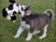 Chiots husky sib&eacute;rien 