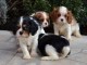 Adorables chiots cavalier king charles 
