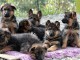 Magnifiques chiots Berger allemand