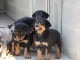 chiots rottweiller pure race puc&eacute;s et vaccin&eacute;s