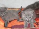 Disponible de suite Magnifique Chatons Chartreux