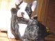 magnifique port&eacute;e de chiot bouledogue francais