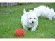 A Donner Chiots Bichon Maltais pour votre famille