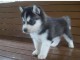 Disponible 5 chiots husky sib&eacute;rien non lof
