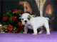 Disponibles chiots bouledogue fran&ccedil;ais lof