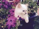 Chatons femelles Sacr&eacute; de Birmanie LOOF