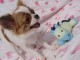 Chiot chihuahua femelle &agrave; donner