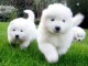 m&acirc;le et femelles Samoyedes  Non Lof Disponible