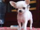 Vend chiot  m&acirc;le de race  Chihuahua poils longs pure race non LOF