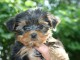  Yorkshire Terrier m&acirc;le tr&egrave;s tr&egrave;s petit et gentil