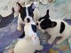  Chiots type bouledogue fran&ccedil;ais