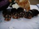  Tr&egrave;s jolis B&eacute;b&eacute;s Yorkshire Terrier Pure Race 