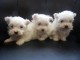 Chiots bichon m&acirc;le et femelle.