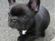 sociables et adorables chiots bouledogue fran&ccedil;ais &agrave; donner