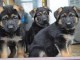 Magnifiques chiots m&acirc;le et femelle berger allemand