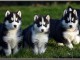 Magnifiques chiots husky de sib&eacute;rie LOF