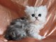 Chatons persan m&acirc;le et femelle &agrave; donner