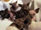 chatons oriental a donner