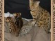 chatons bengal a donner