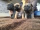 sont disponibles de suite deux superbes bouledogues fran&ccedil;ais