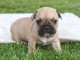 a donner contre bon soins deux chiot bouledogue fran&ccedil;ais