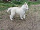 A donner contre bon soins deux chiot husky sib&eacute;rien 