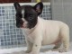  Donn chiot type bouledogue fran&ccedil;ais male