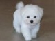 Chiot type BICHON FRIS&Eacute; M&Auml;LE &Agrave; DONNER