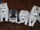 Donne chiots husky sib&eacute;rien LOF