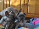 chiots bouldogues fran&ccedil;ais a donner pour adoption