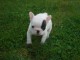 A donner chiot Bouledogue fran&ccedil;ais femelle non lof