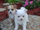 Chiots chihuahua, tr&egrave;s beau! Les chiots sont disponible de suite 