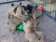 chiots bouledogues fran&ccedil;ais