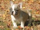   Chiots Bouledogue Fran&ccedil;ais LOF
