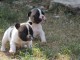A donner chiot Bouledogue fran&ccedil;ais femelle non lof