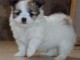 Don Chiot crois&eacute;e bichon - spitz pomeranien femelle