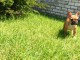  chiot femelle bouledogue fran&ccedil;ais &agrave; donner