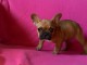  Donne chiot femelle bouledogue fran&ccedil;ais