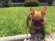  chiot  bouledogue fran&ccedil;ais &agrave; donner